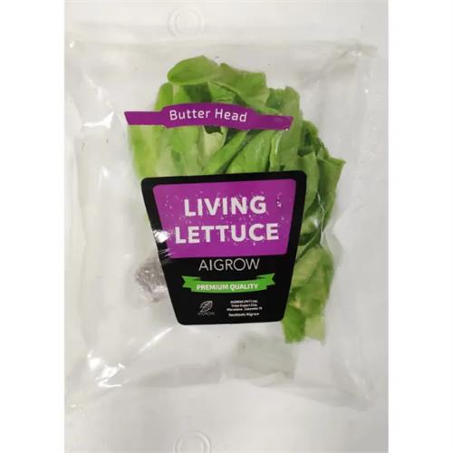 Aigrow Butter Head Lettuce 110G