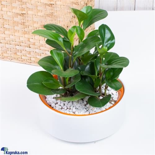 Peparomia Obtusifolia Indoor Plant - Home Decor Plant