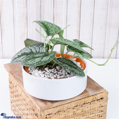 Phillodrendan Trebi Home Decor Indoor Plant