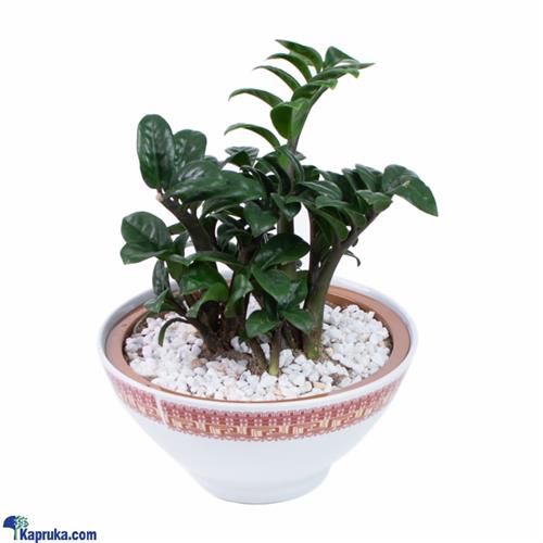 Zemioculcas Zenni Home Decor Indoor Plant