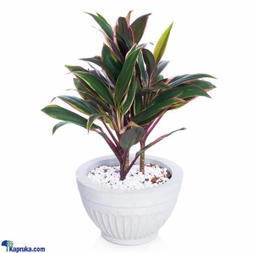 Cordyline Compacta Purple Plant