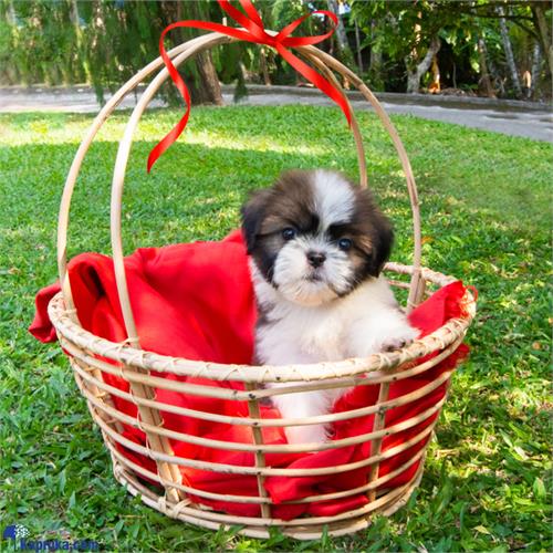 The Gizmo - Real Puppy - Shih Tzu Puppies- Home For A Puppy- Gift For Dog Lovers