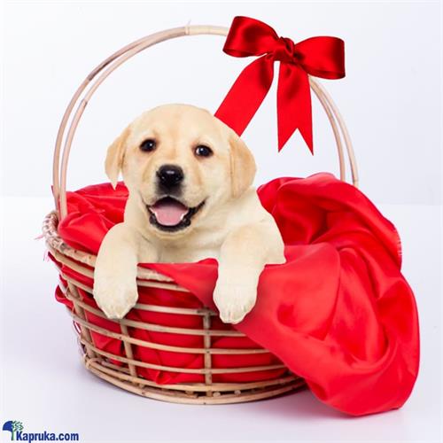 The Randy- Real Puppy - Labrador Puppies- Home For A Puppy- Gift For Dog Lovers