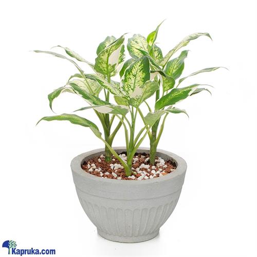 Dieffenbachia Snow Plant