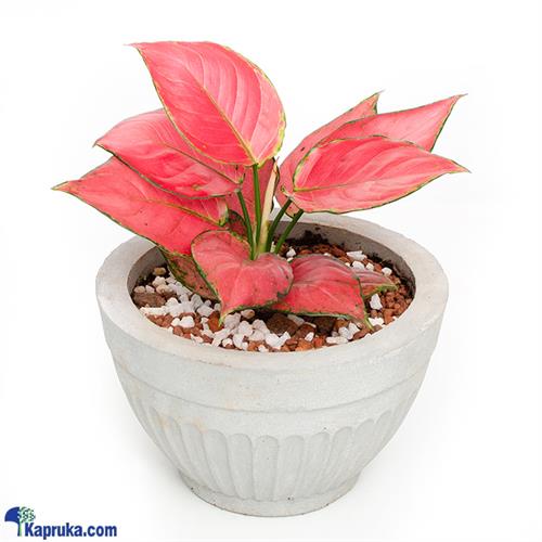 Aglaonema Auspicious Red Plant