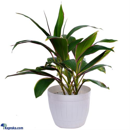 Cordyline Lemon Red Edge Plant