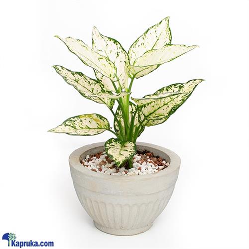 Dieffenbachia Plant