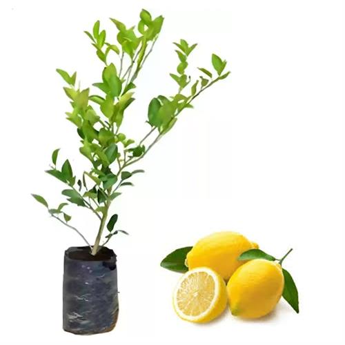 Lemon Plant