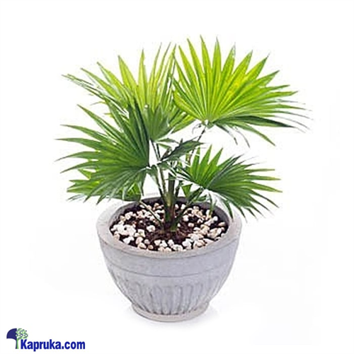 Livistona Indoor Plant