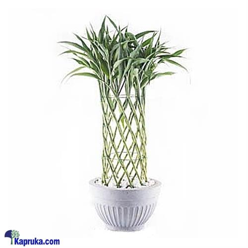 Sandriyana Decorative Plant