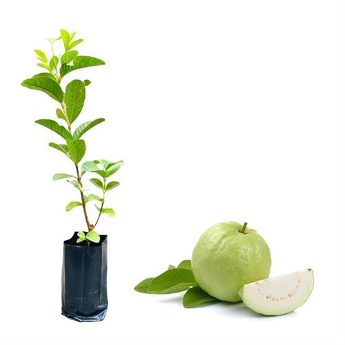 White Apple Guava Plant