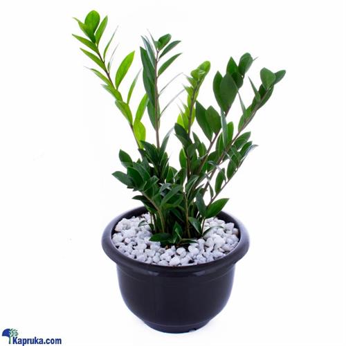 Zamioculcas (lucky Plant)