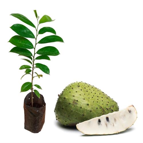 Custard Apple (weli Athta) Plant