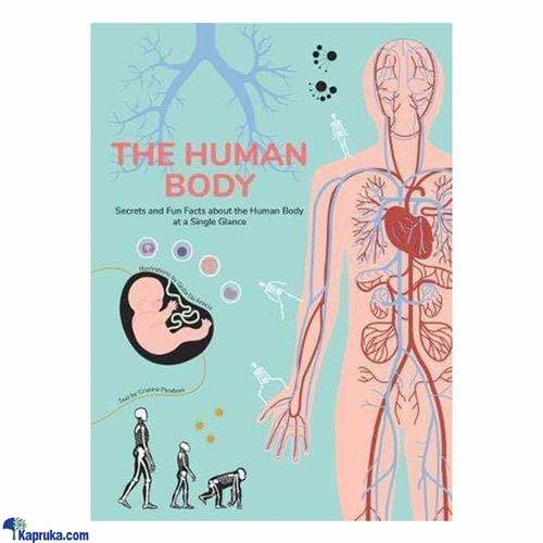 The Human Body