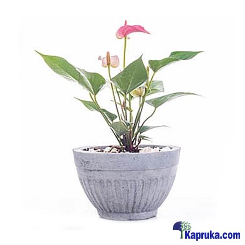 Anthurium Pink Champion