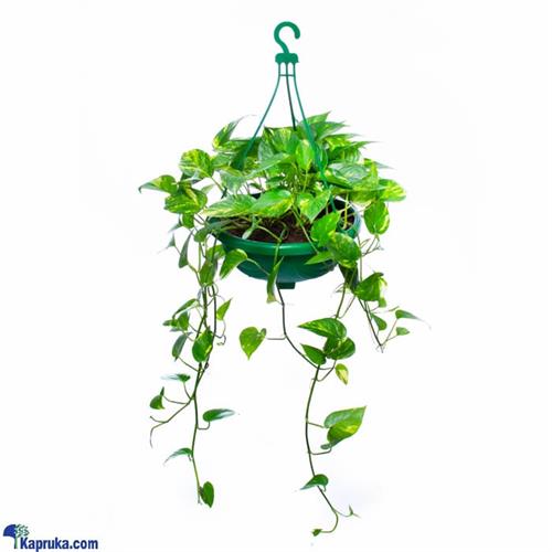 Scindapsus Aureus Hanging Pot