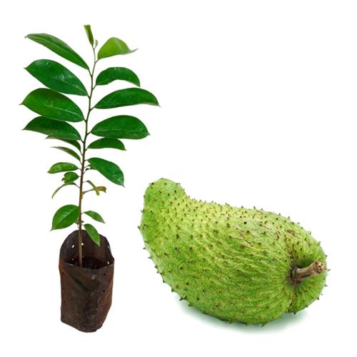 Soursop (katu Athta) Plant