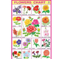 EDUCATIONAL CHART - FLOWERS