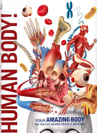 KNOWLEDGE ENCYCLOPEDIA HUMAN BODY