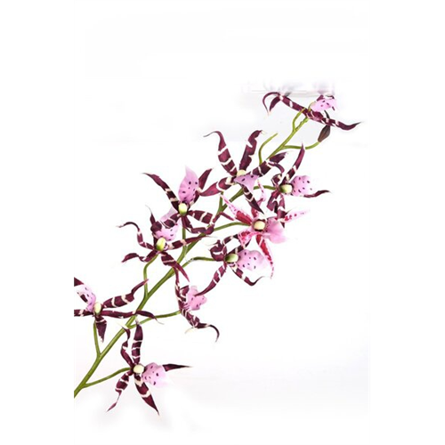 Odel 323 Orchid Purple