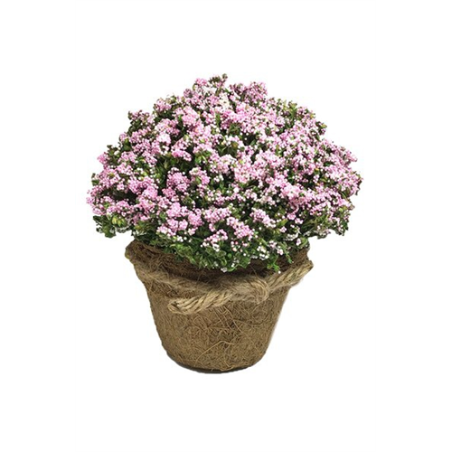 Odel Flower Arrangement Pink Dots On Coir Pot