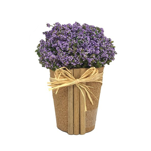 Odel Flower Arrangement Purple Dots On Cork Sheet Pot