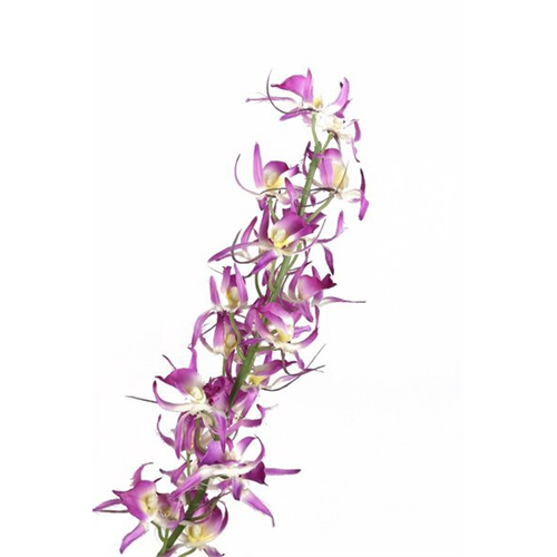 Odel Purple Deco Flower