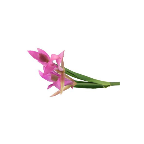 Odel Purple Lily Flower