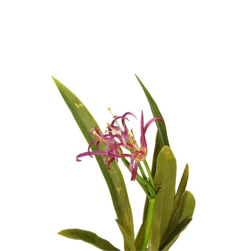 Odel Purple Lily Leaves