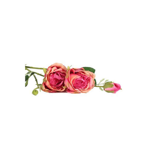 Odel Rose Flower