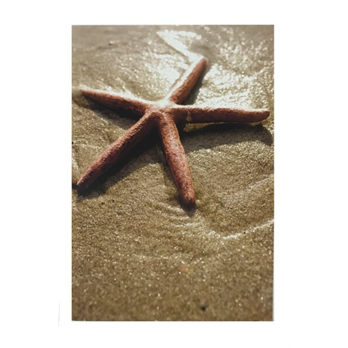 Hallmark Starfish in Wet Sand Everday Greeting Card