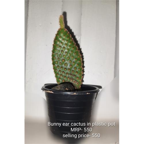 Bunny Ear Cactus in Ceramic Pot 10