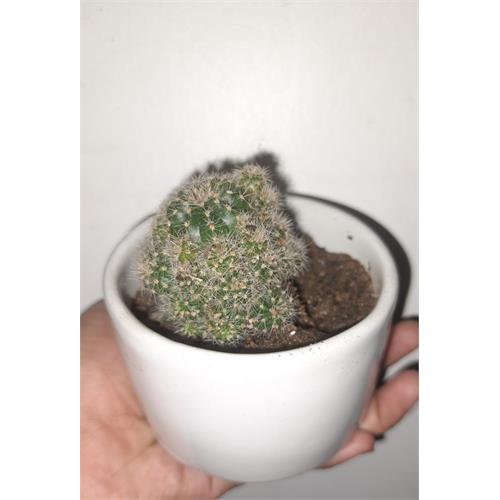 Live Cactus In Ceramic Pot.