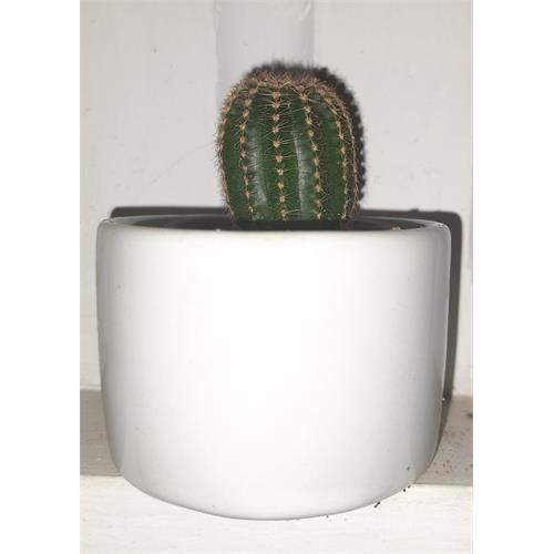 Live Cactus In Ceramic Pot