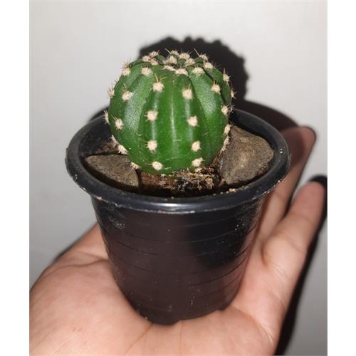 Live Cactus In Plastic Pot 5