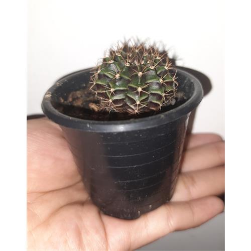 Live Cactus In Plastic Pot 8