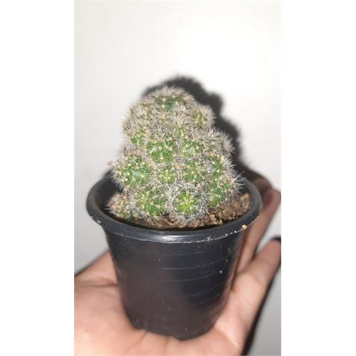 Live Cactus In Plastic Pot 9