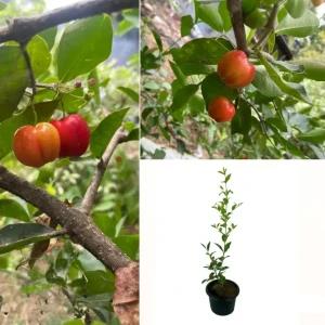 Barbados Cherry fruit plant