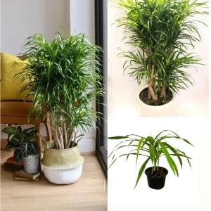 Darkena Anita Plant