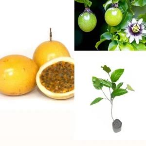 passion Fruit plant (yellow fruit)