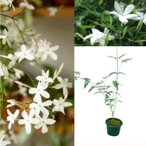 Saman Pichcha Plant