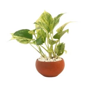 Morble queen potho Plant with Clay Pot Indoor Plant