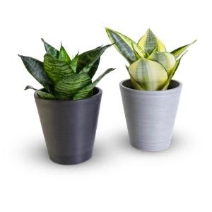 Sleek and hardy Sansevieria plant