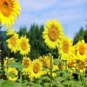 20 Pcs/ bag Sunflower Sun Fortune Bloom Garden