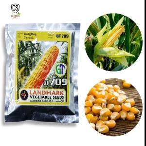 Maize GT 709 Seeds for Home Gardening Agriculture 100g