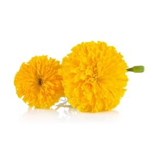 Marry Gold Seeds 0.5g Home Gardening