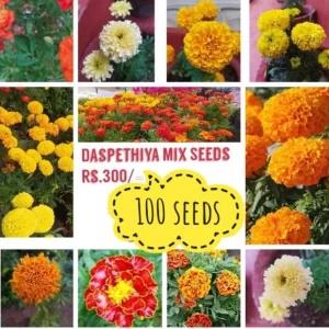 Mix colours marigolds 100 seeds