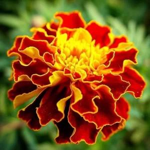 100 CARMEN MARIGOLD Seeds