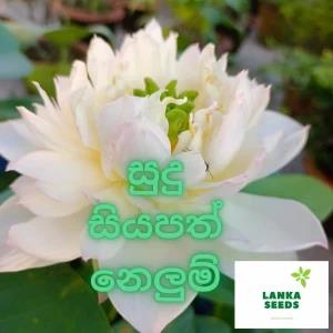 10 pcs white siyapath lotus seeds