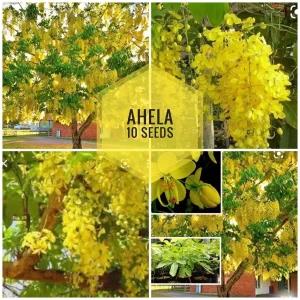 Ahela 15 Seeds Flowers for Home Garden